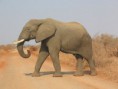 /album/fotogaleria/a800px-elephant-side-view-kruger-jpg/